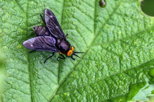 Réf. 292 745 : Chrysops caecutiens